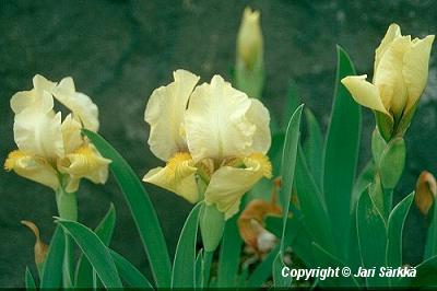  Iris Pumila-Ryhm 'Aurea'